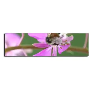 Kahshe Lake Buzzer Bee Skateboarding Sticker