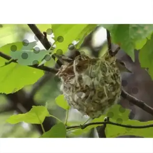 Baby Bird In A Nest Reverse Umbrella