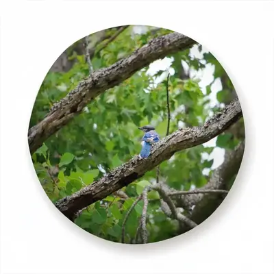 Blue Jay In A Tree - Classic Pose Car Tire Cover