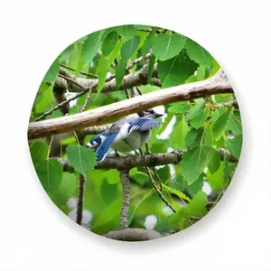 Blue Jay Peek-A-Boo Car Tire Cover