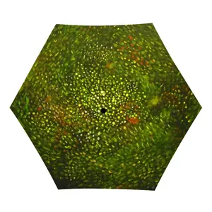 Cellular Universe B Manual Umbrella (Mini)