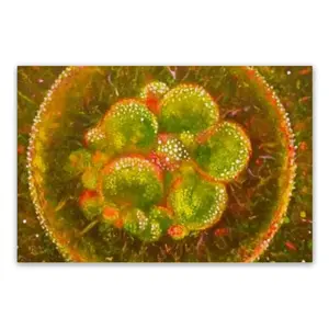 Cellular Universe X PVC Placemat