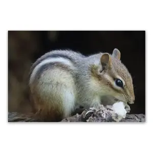 Hight Park Chipmunk PVC Placemat