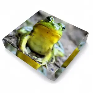 Green Frog Chillin Waterproof Sofa Cover