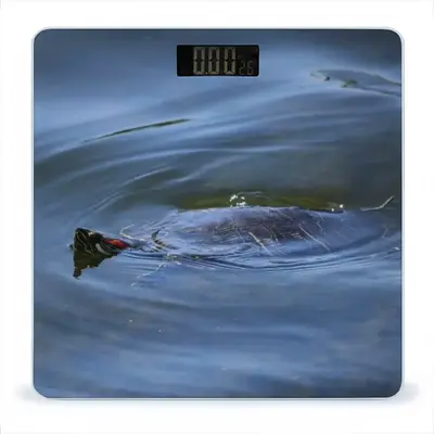 Swimming Turtle - High Park Ontario Weight Scale