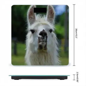 Llama Look Weight Scale