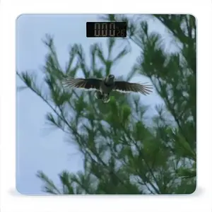 Blue Jay In Flight Weight Scale