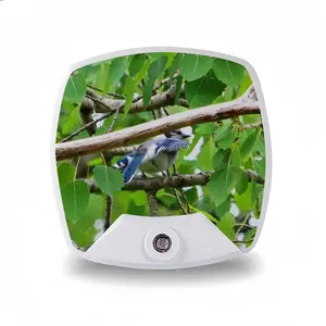 Blue Jay Peek-A-Boo Sleep Night Light