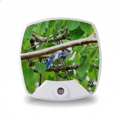 Blue Jay Peek-A-Boo Sleep Night Light