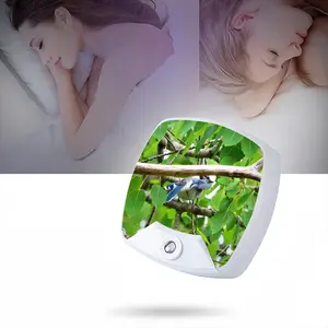 Blue Jay Peek-A-Boo Sleep Night Light