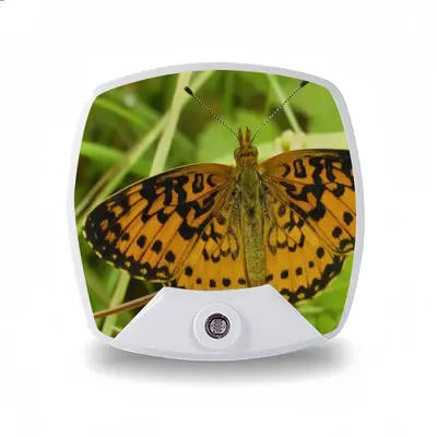 Beautiful New Hampshire Butterfly Sleep Night Light