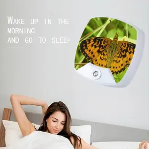 Beautiful New Hampshire Butterfly Sleep Night Light