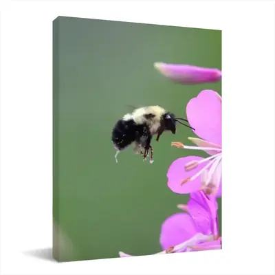 Bee Full Of Pollen Canvas Decorative Painting (Multi-Size, Vertical)