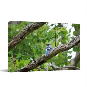 Blue Jay In A Tree - Classic Pose Canvas Decorative Painting (Multi-Size, Transverse)