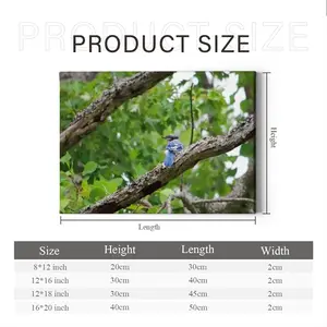 Blue Jay In A Tree - Classic Pose Canvas Decorative Painting (Multi-Size, Transverse)