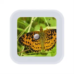 Beautiful New Hampshire Butterfly Sensor Night Light (Square)