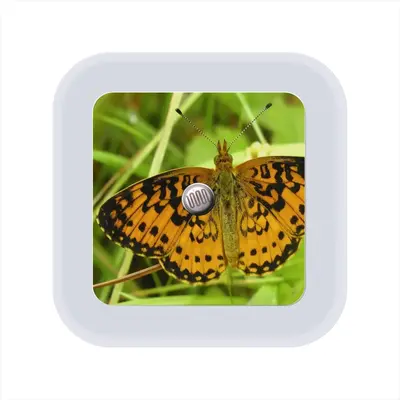 Beautiful New Hampshire Butterfly Sensor Night Light (Square)