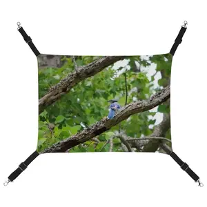 Blue Jay In A Tree - Classic Pose Pet Hammock