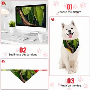 Butterfly Teasing Apple Tree Pets Turban (Velcro)