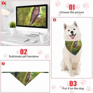 Hummingbird 6 Pets Turban (Velcro)