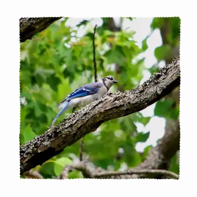 Blue Jay Show Off Cloth Napkins