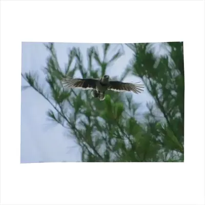 Blue Jay In Flight Tablecloth (Square)