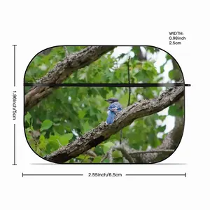 Blue Jay In A Tree - Classic Pose Airpods Pro Case (Hard Shell, Black)