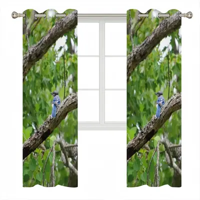 Blue Jay In A Tree - Classic Pose Curtains (Multi-Size)