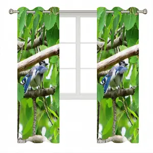 Blue Jay Peek-A-Boo Curtains (Multi-Size)