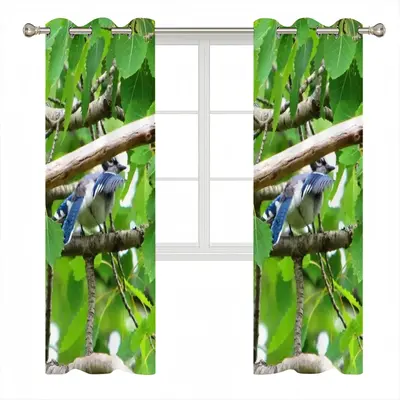 Blue Jay Peek-A-Boo Curtains (Multi-Size)