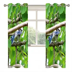 Blue Jay Peek-A-Boo Curtains (Multi-Size)