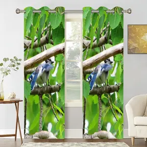 Blue Jay Peek-A-Boo Curtains (Multi-Size)