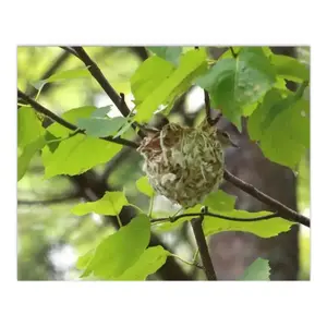 Baby Bird In A Nest Digital Painting (Horizontal)