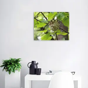 Baby Bird In A Nest Digital Painting (Horizontal)