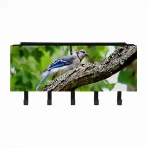 Blue Jay Show Off Wall Mounted Key Hook