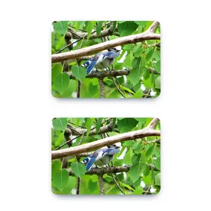 Blue Jay Peek-A-Boo MacBook Pro 13 Case