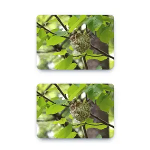 Baby Bird In A Nest MacBook Pro 13 Case