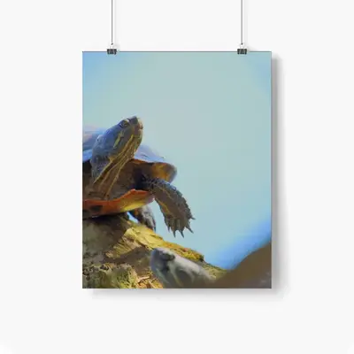 Proud Turtle - Southern Ontario Canada Self Adhesive Poster (Multi-Size)