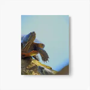 Proud Turtle - Southern Ontario Canada Self Adhesive Poster (Multi-Size)